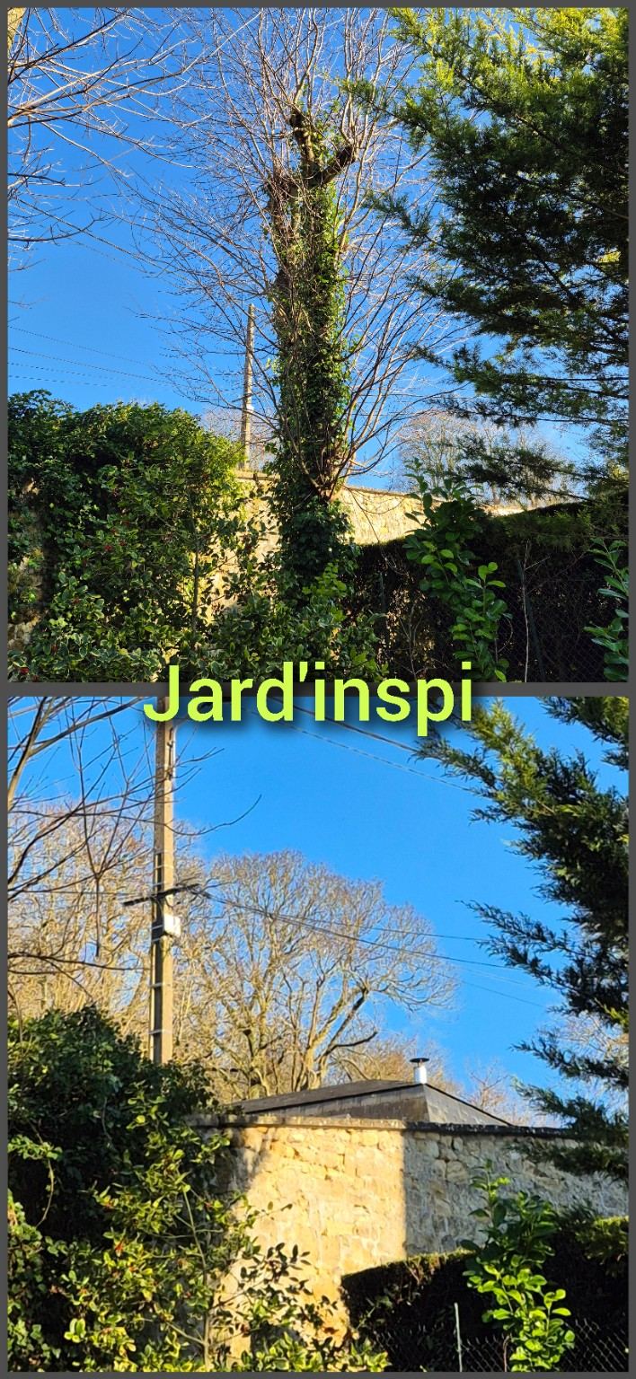 Photo de chantier Jard-inspi dans les Yvelines : élagage, taille, entretien, remise en état