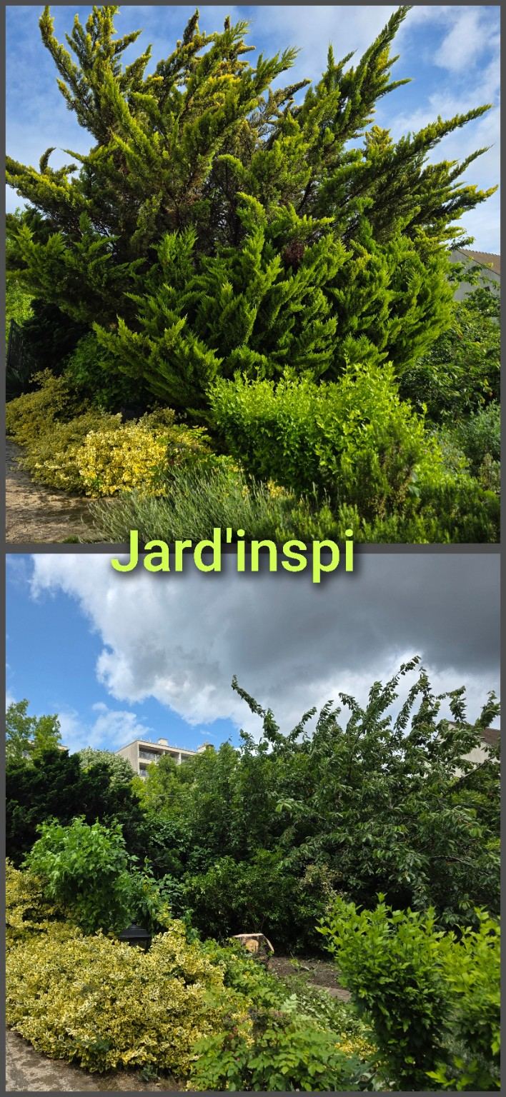 Photo de chantier Jard-inspi dans les Yvelines : élagage, taille, entretien, remise en état